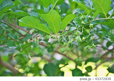 植物 実 マユミ 葉の写真素材
