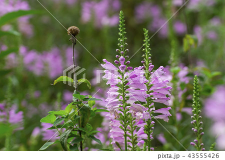 トラノオ 紫色の花の写真素材