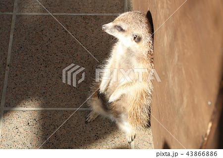 ミーアキャット 珍しい動物 かわいい動物の写真素材