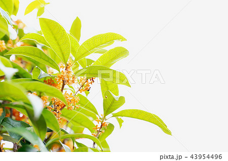 白背景 キンモクセイ 金木犀 きんもくせいの写真素材