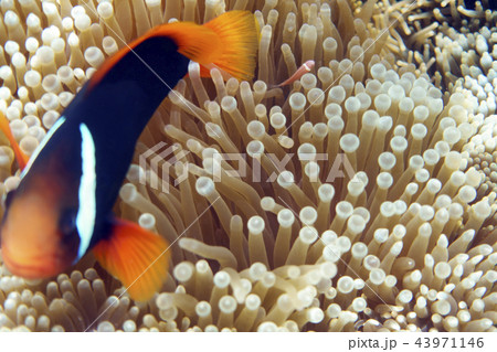 魚群 カクレクマノミ ニモ 群れの写真素材