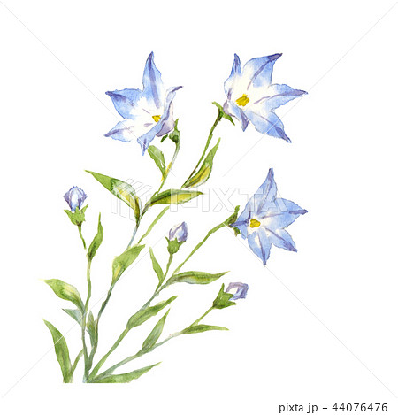 水彩画の花 キキョウ、フレーム付き 水彩画の花 キキョウ、フレーム付き 桔梗の花水彩画フレーム