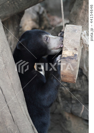 マレーグマ 熊 子供 かわいいの写真素材