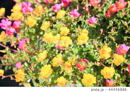 花 ポーチュラカ 鉢植え ハナスベリの写真素材