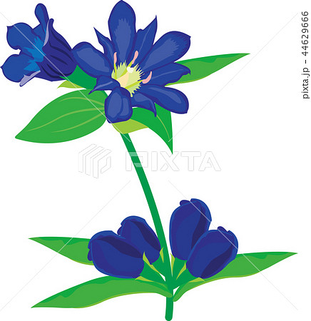 りんどうのイラスト素材