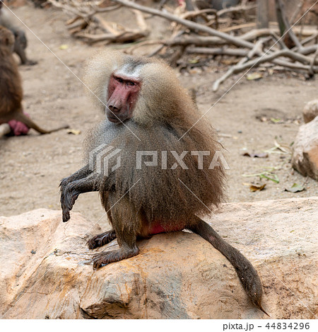 マントヒヒの写真素材