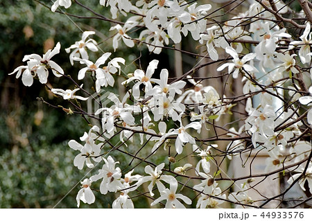 ８枚の花弁 4枚 桜花びらの写真素材
