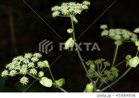 植物 アシタバ 明日葉 花の写真素材