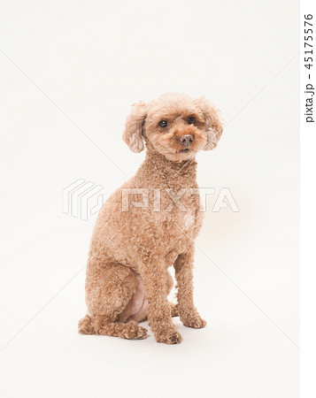 犬 トイプードル 小型犬 お座りの写真素材