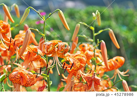 タイガーリリー 花の写真素材