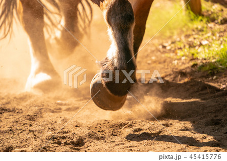 砂埃走る 馬 走るの写真素材