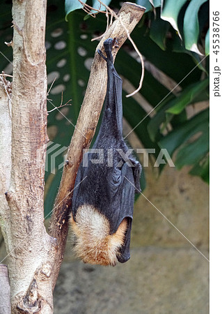 インドオオコウモリの写真素材