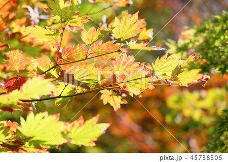 カエデ イタヤカエデ 葉 紅葉の写真素材