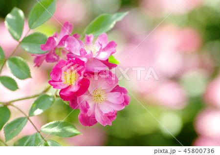 薔薇 ばら バラ 六月の誕生花の写真素材