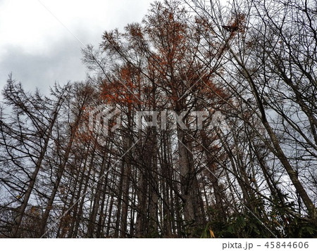 カラマツ 松ぼっくり 落葉針葉樹 マツ科の写真素材