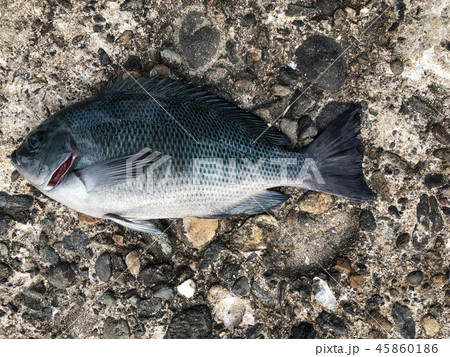 イスズミ 飼育 魚類の写真素材