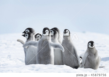 皇帝ペンギン ペンギン 赤ちゃん ヒナの写真素材