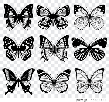 蝶 モノクロ 白黒のイラスト素材