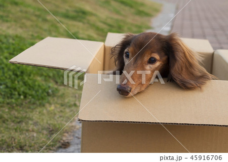 捨て犬 犬 捨てる 段ボールの写真素材