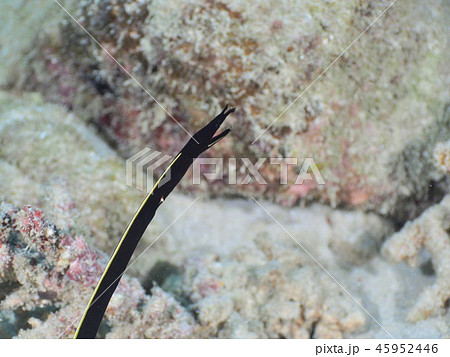 ウツボの幼魚の写真素材