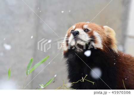 動物 レッサーパンダ かわいい 雪の写真素材