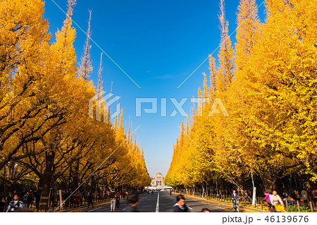 神宮外苑銀杏並木の写真素材 Pixta