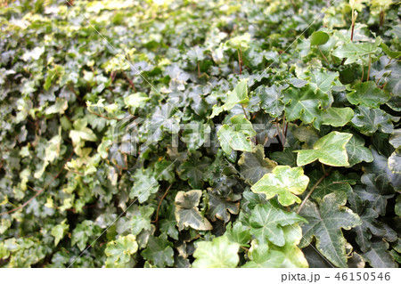 花壇 植物 ヘデラ アイビーの写真素材