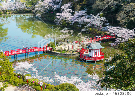 茂原桜まつりの写真素材