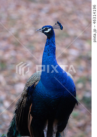 孔雀圖 一对孔雀与日本红花和魔幻鹦鹉库存插图1085555390 | Shutterstock
