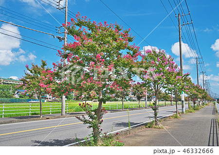 街路樹 花の写真素材