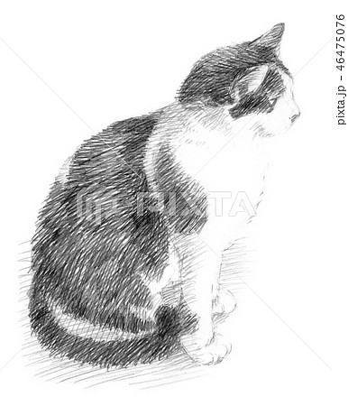 ペット 猫 横顔 見つめるのイラスト素材