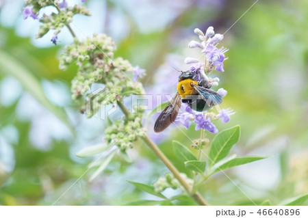 クマバチ 植物 昆虫 蜂蜜の写真素材