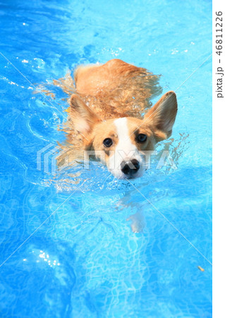 犬 コーギー ペット 水泳 泳ぐの写真素材