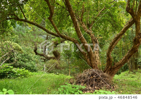 花 ザクロ 柘榴 木 枝 葉の写真素材 花 ザクロ 柘榴 木 枝 葉の写真素材
