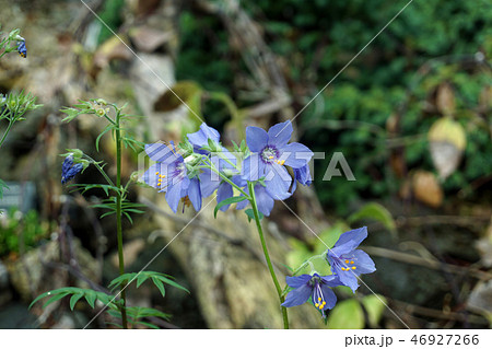 ハナシノブ はなしのぶ 花忍 野草の写真素材
