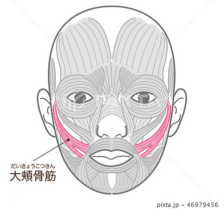 大頬骨筋のイラスト素材 Pixta