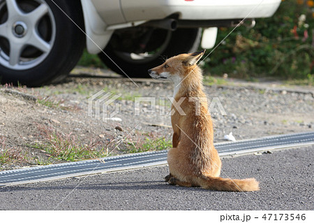 狐の後ろ姿の写真素材