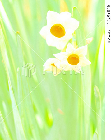 水仙 スイセンのイラスト素材