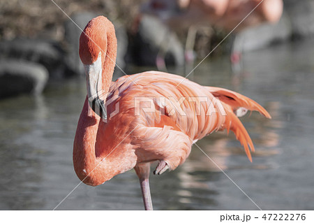 片足立ち 鳥の写真素材