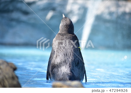 ペンギン 動物 背中 後姿の写真素材