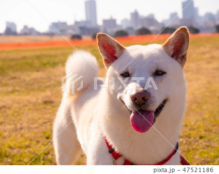 柴犬 犬 しっぽ 耳の写真素材