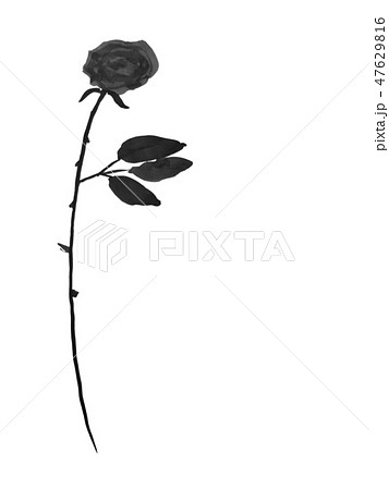 薔薇 墨絵 水墨 花の写真素材