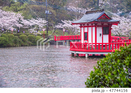 茂原桜まつりの写真素材