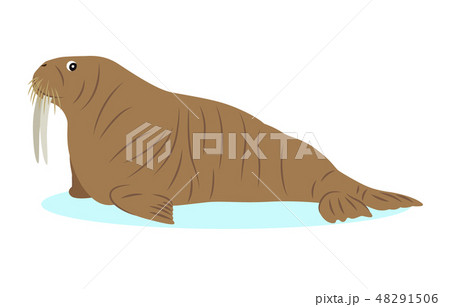 セイウチ イラスト 動物 かわいい 挿絵 漫画のイラスト素材