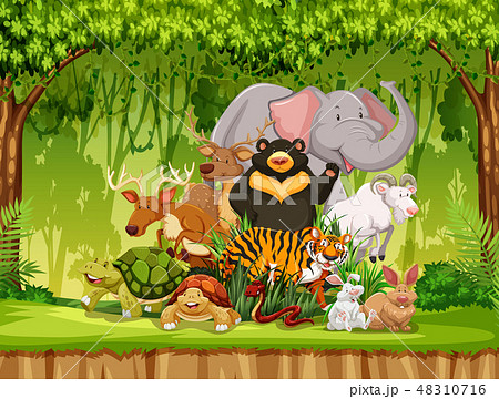 ジャングル 動物のイラスト素材 ジャングル 動物のイラスト素材