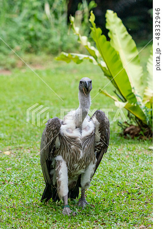 禿鷹 Meaning In Japanese - Mazii