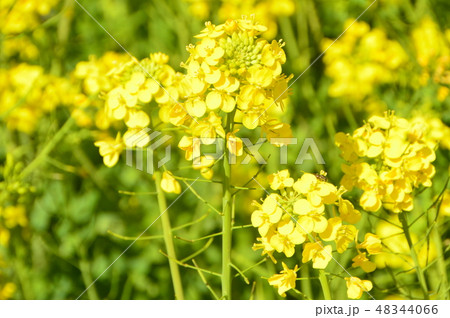 菜花 菜の花 花 一輪の写真素材