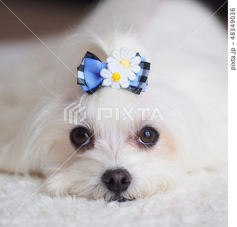 JOliJOli | . 🐩🎀 #Comingsoon 今月から続々と新商品が発売され