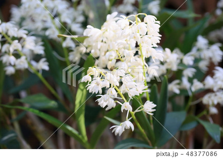 白い蘭 可愛い花 小さな花 白い花の写真素材