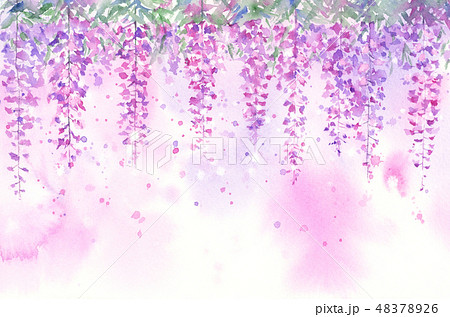 藤の花 紫色 イラスト 鮮やかのイラスト素材